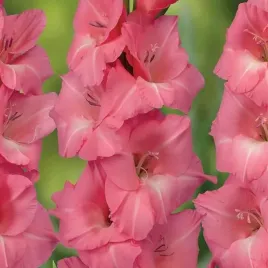 gladiolus-mieczyk-julio-5-szt-cebulki-cebule-kwiaty