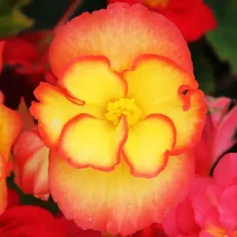 begonia-marginata-zolto-czerwona-1-szt-cebulki-cebule-kwiaty