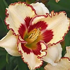 hemerocallis-liliowiec-cryptic-message-1-szt-sadzonka-bylina-klacze