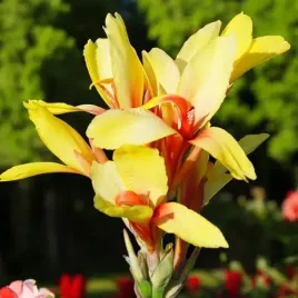 kanna-canna-paciorecznik-fiesta-1-szt-bylina-sadzonka-sadzonki