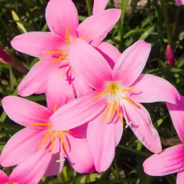 zephyranthes-zefirant-rozowy-10-szt-cebulki-cebule-kwiaty