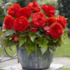 begonia-pelna-superba-czerwona-1-szt-cebulki-cebule-kwiaty