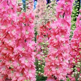 delphinium-ostrozka-rozowa-1-szt-bylina-sadzonka-sadzonki