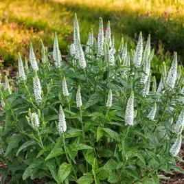 veronica-przetacznik-longifolia-schneeriesin-1-szt-sadzonka-sadzonki