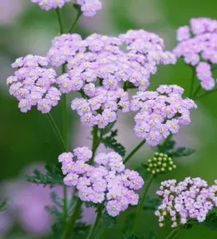 achillea-krwawnik-pospolity-lilac-beauty-1-szt-sadzonka-sadzonki