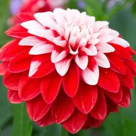 dalia-dekoracyjna-olga-s-light-1-szt