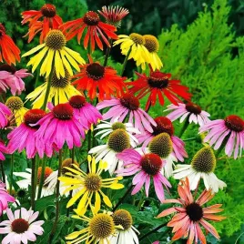 echinacea-jezowka-mieszanka-mix-5-szt-bylina-sadzonka-sadzonki