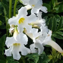 incarvillea-inkarwilla-snowtop-biala-1-szt-bylina-sadzonka-sadzonki