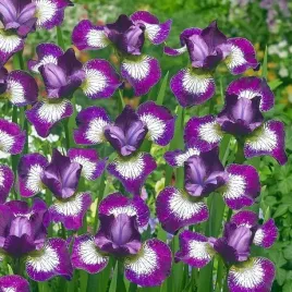 irys-sibirica-syberyjski-currier-1-szt-bylina-sadzonka-sadzonki