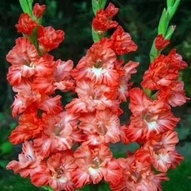 mieczyk-karbowany-egzotyczny-ted-s-frizzle-5-szt-cebulki-cebule-kwiaty