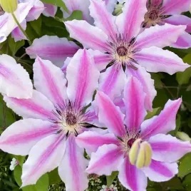 clematis-powojnik-nelly-moser-1-szt-bylina-sadzonka-sadzonki