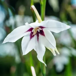 acidanthera-bicolor-mieczyk-abisynski-10-szt-cebulki-cebule-kwiaty