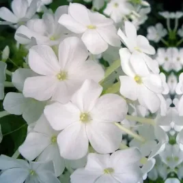 phlox-flox-plomyk-wiechowaty-bialy-1-szt-sadzonka-sadzonki-klacze