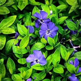 barwinek-pospolity-vinca-minor-1-szt-bylina-sadzonka-sadzonki