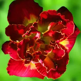 hemerocallis-liliowiec-merlot-rouge-1-szt-sadzonka-bylina-klacze