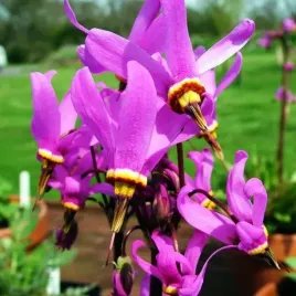 dodecatheon-meadia-bozykwiat-jeffreyi-1-szt-bylina-sadzonka-sadzonki