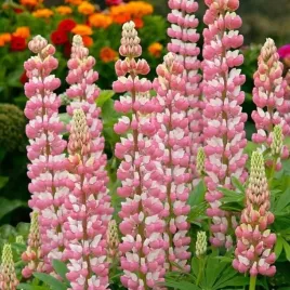 lupinus-lubin-trwaly-the-chatelaine-1-szt-bylina-sadzonka-sadzonki