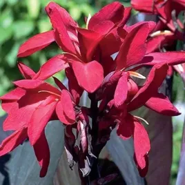 kanna-paciorecznik-red-futurity-1-szt-bylina-sadzonka-sadzonki