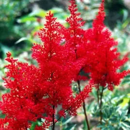 astilbe-tawulka-arendsa-else-schluck-1-szt-bylina-sadzonka-sadzonki