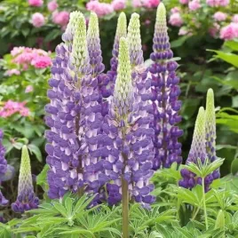 lupinus-lubin-trwaly-the-governor-1-szt-bylina-sadzonka-sadzonki