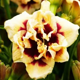 hemerocallis-liliowiec-roswitha-1-szt-sadzonka-bylina-klacze