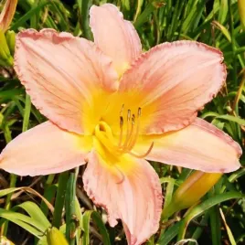 hemerocallis-liliowiec-catherine-woodbury-1-szt-sadzonka-bylina-klacze