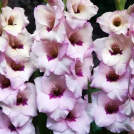 gladiolus-mieczyk-bambino-venezia-5-szt-cebulki-cebule-kwiaty