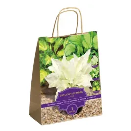 zestaw-prestige-hosty-funkie-3-klacza-idealny-na-prezent