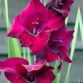 gladiolus-mieczyk-plum-tart-5-szt-cebulki-cebule-kwiaty