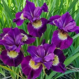 irys-sibirica-syberyjski-sultan-s-ruby-1-szt-bylina-sadzonka-sadzonki