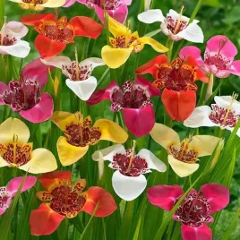 tigridia-tygrysowka-pawia-mieszanka-mix-50-szt-cebule-cebulki