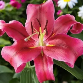 lilia-drzewiasta-redford-xxl-24-1-szt-cebule-cebulki-lilii-lilie