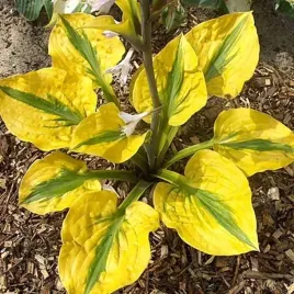 hosta-funkia-glad-rags-1-szt-bylina-sadzonka-sadzonki