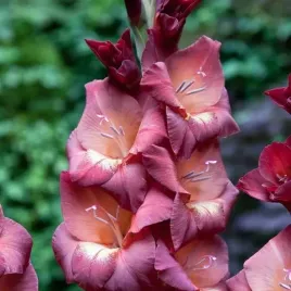 gladiolus-mieczyk-bambino-penny-lane-5-szt-cebulki-cebule-kwiaty