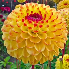 dalia-pomponowa-sunny-boy-rozmiar-ii-1-szt-karpa-sadzonka-sadzonki