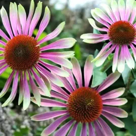 echinacea-jezowka-purpurea-green-twister-1-szt-bylina-sadzonka-sadzonki