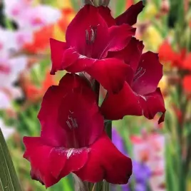 gladiolus-mieczyk-bizet-5-szt-cebulki-cebule-kwiaty