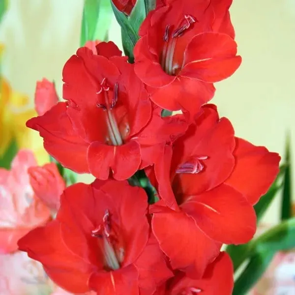 gladiolus-mieczyk-czerwony-50-szt-cebule-cebulki
