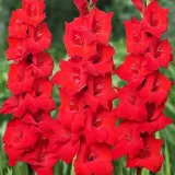gladiolus-mieczyk-czerwony-50-szt-cebule-cebulki-czas-sadzenia-sadzone-wiosna-wykopywanie-na-zime