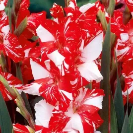gladiolus-mieczyk-zizane-5-szt-cebulki-cebule-kwiaty