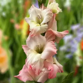 gladiolus-mieczyk-careless-cebule-cebulki-kwiatowe-5-szt-12-14