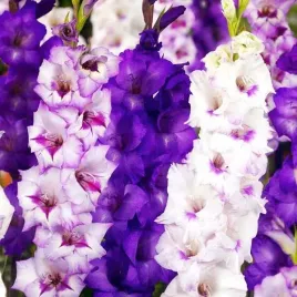 gladiolus-mieczyk-kolory-fioletu-mix-50-szt-cebulki-cebule-kwiaty