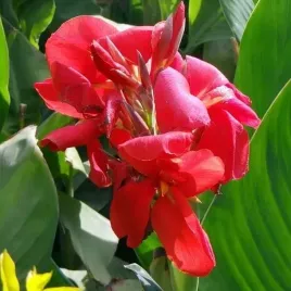 kanna-canna-paciorecznik-mrs-oklahoma-1-szt-bylina-sadzonka-sadzonki