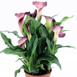 zantedeschia-kalla-kalia-nashville-1-szt-cebule-cebulki