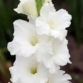 gladiolus-mieczyk-paloma-blanca-5-szt-cebulki-cebule-kwiaty