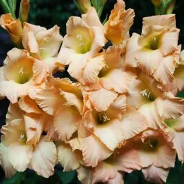 gladiolus-mieczyk-kane-5-szt-cebulki-cebule-kwiaty