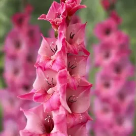 gladiolus-mieczyk-bartok-5-szt-cebulki-cebule-kwiaty