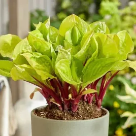 hosta-funkia-lemon-snap-1-szt-bylina-sadzonka-sadzonki