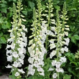 digitalis-naparstnica-virtuoso-white-1-szt-bylina-sadzonka-sadzonki