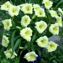 hemerocallis-liliowiec-longfields-pearl-1-szt-sadzonka-sadzonki